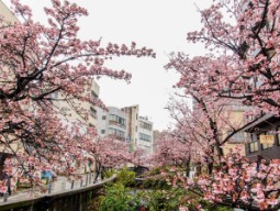 あたみ桜