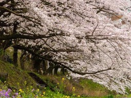 桜並木