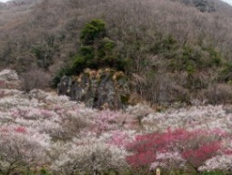 幕山梅林(湯河原梅林)
